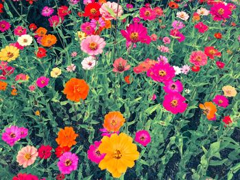 Close-up of pink flowers blooming in field