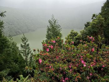 Scenic view of flowering plants and trees against mountains