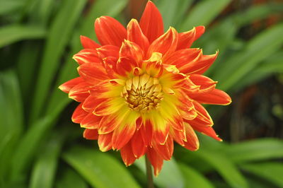 Close-up of orange flower blooming outdoors