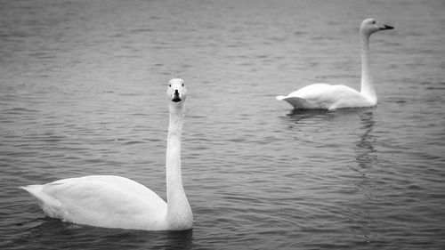 Swans swimming in lake