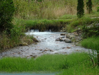 Stream flowing in forest