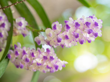 Close-up of purple lavender flowers