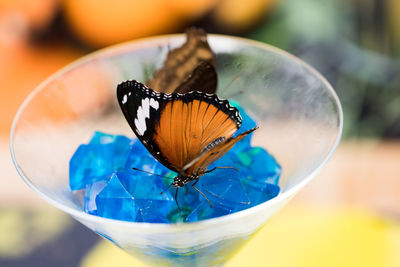 Close-up of butterfly on glass