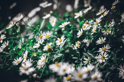 Close-up of white daisy flowers on field