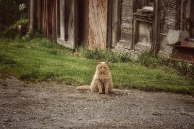 Cat sitting on land