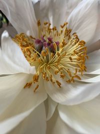 Close-up of white flower bouquet