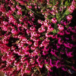 Full frame shot of pink flowers