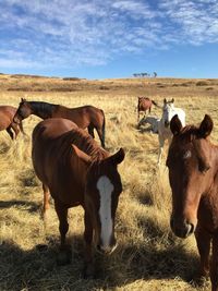 Horses on field