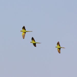 Low angle view of birds flying in sky