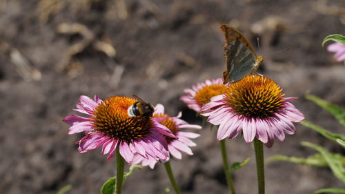 Close-up of bee pollinating on purple flower