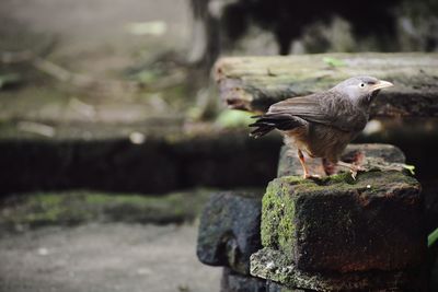 Close-up of bird perching on rock