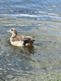Duck swimming in lake
