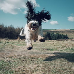 Dog running on field