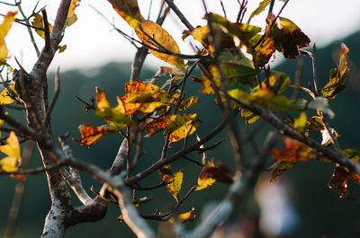 Low angle view of leaves on tree