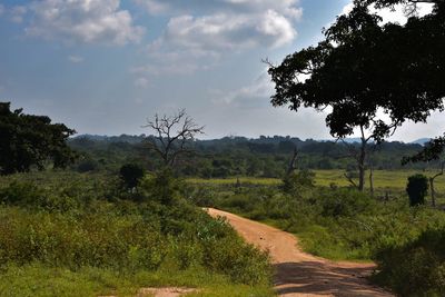 Scenic view of agricultural field against sky