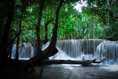 Scenic view of waterfall in forest