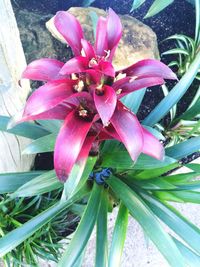 Close-up of pink day lily blooming outdoors