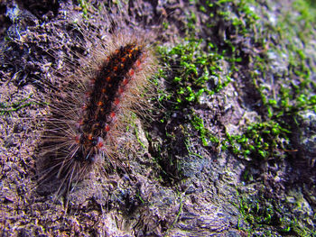 Close-up of caterpillar