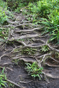 Full frame shot of tree roots on field