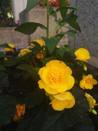 Close-up of yellow flowers blooming outdoors