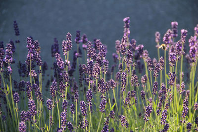 Close-up of purple flowering plants on field