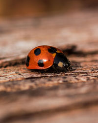 ladybug