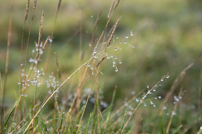 Close-up of wet spider web on plant