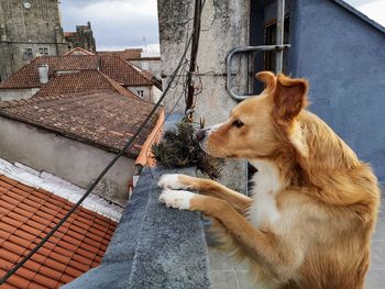 View of dog on street against building