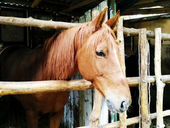 Brown horse at stable