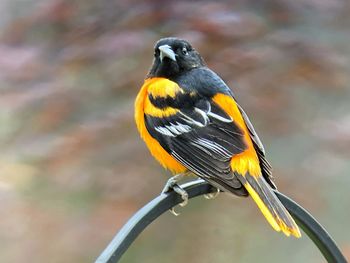 Close-up of bird perching on twig