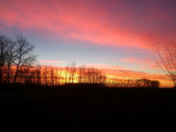 Silhouette of trees at sunset