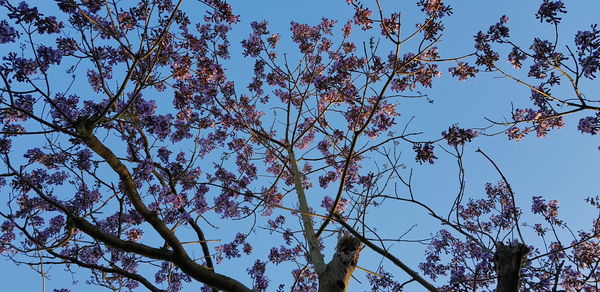 Low angle view of flowering tree against blue sky