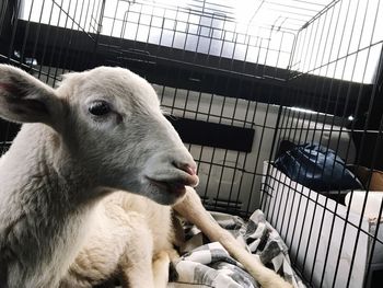 Close-up of sheep in cage