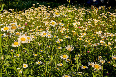 Close-up of white flowering plants on field