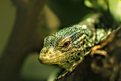 Close-up of lizard