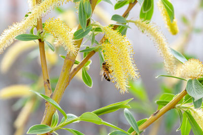 Close-up of yellow flowering plant