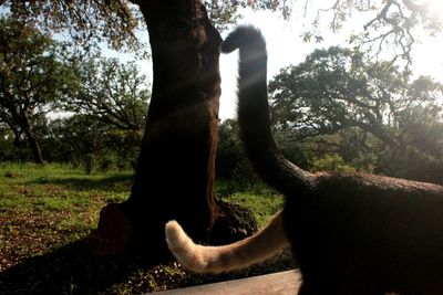 View of a horse on tree trunk