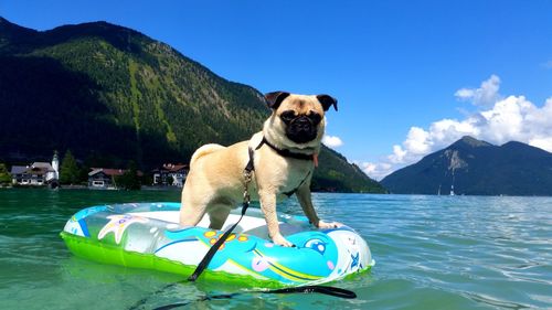 Dog in swimming pool against blue sky