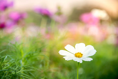 Close-up of white flowering plant on field