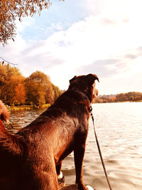 View of a dog in the lake