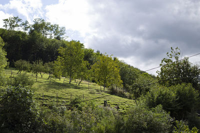 Trees on field against sky