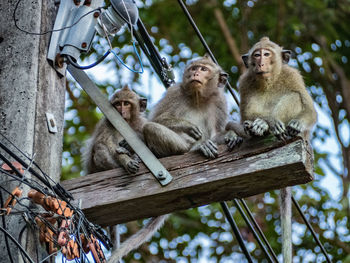Close-up of monkeys on power lines