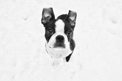 Portrait of dog on snow covered land