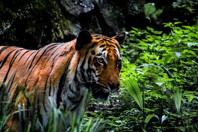 Close-up of a cat in forest