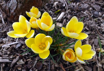 Close-up of yellow flowers