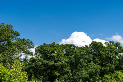 Low angle view of trees against sky