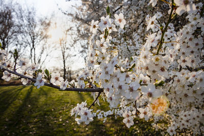 Close-up of white apple blossoms in spring