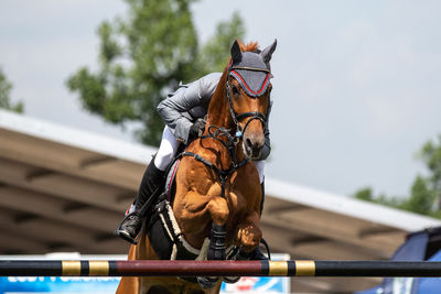 Horse jumping, equestrian sports themed photo.