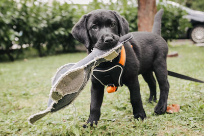 Dog playing with ball in mouth