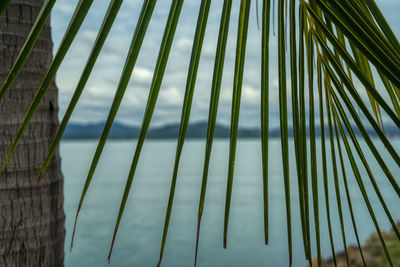 Low angle view of palm trees